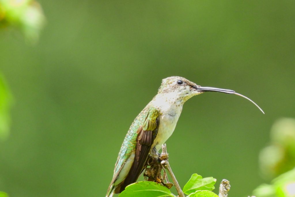 Hummingbirds Wipe Their Bills to Maintain Cleanliness
