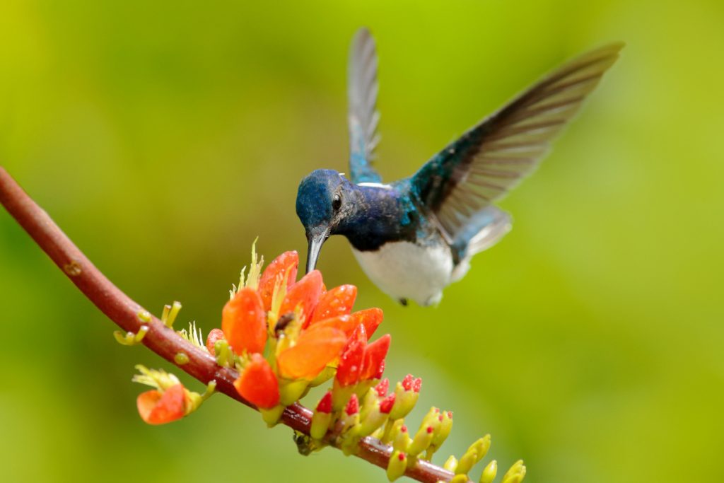 Unveiling 25 Hummingbird Behaviors That You May Not Know