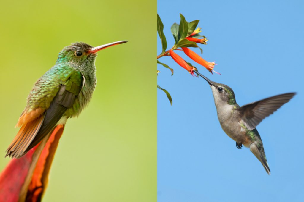 What Kinds Of Hummingbirds Are Commonly Found In North Carolina