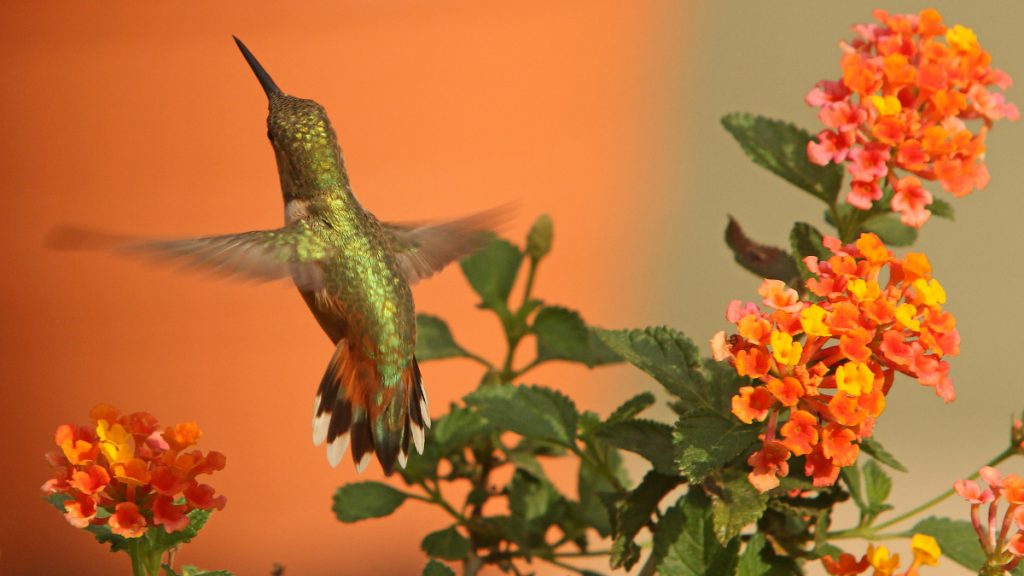 What Kinds Of Plants Should Be Grown To Attract Hummingbirds