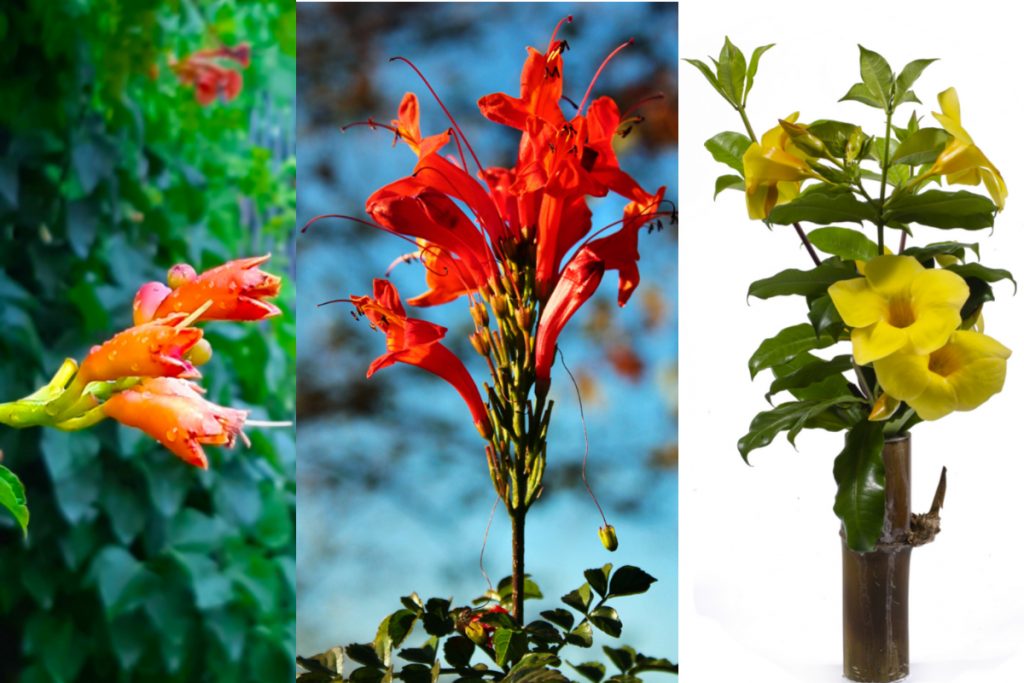 What Kinds Of Plants Should Be Grown To Attract Hummingbirds In Missouri