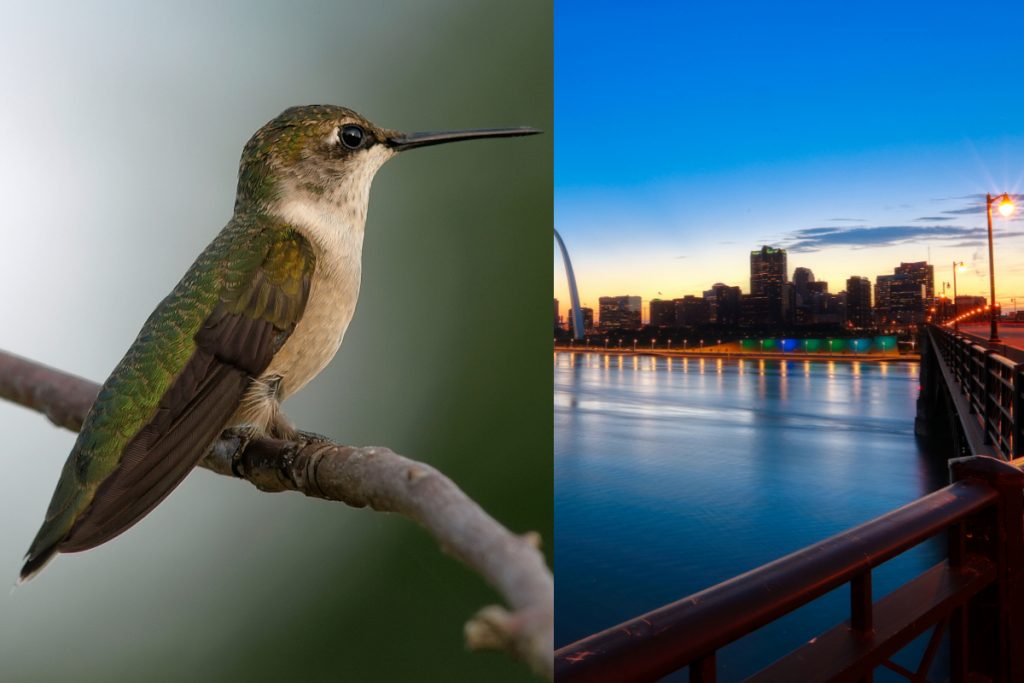 When Do Hummingbirds Leave Missouri -