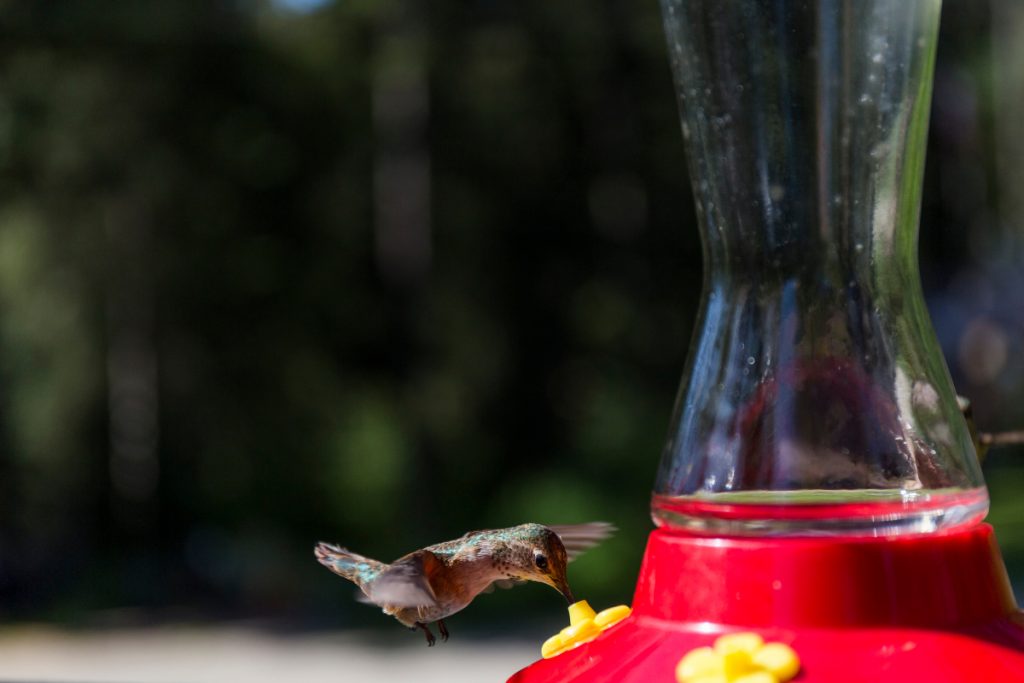 When Should You Put Out Your Hummingbird Feeders In Missouri
