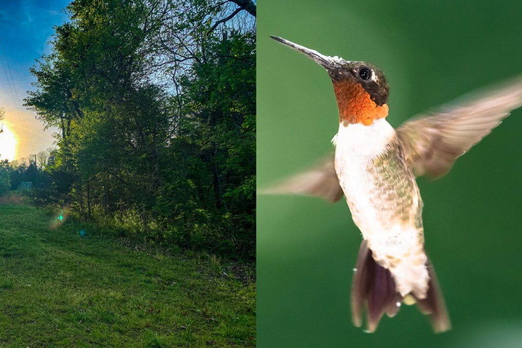 Where Can You Find Hummingbirds In Missouri-1