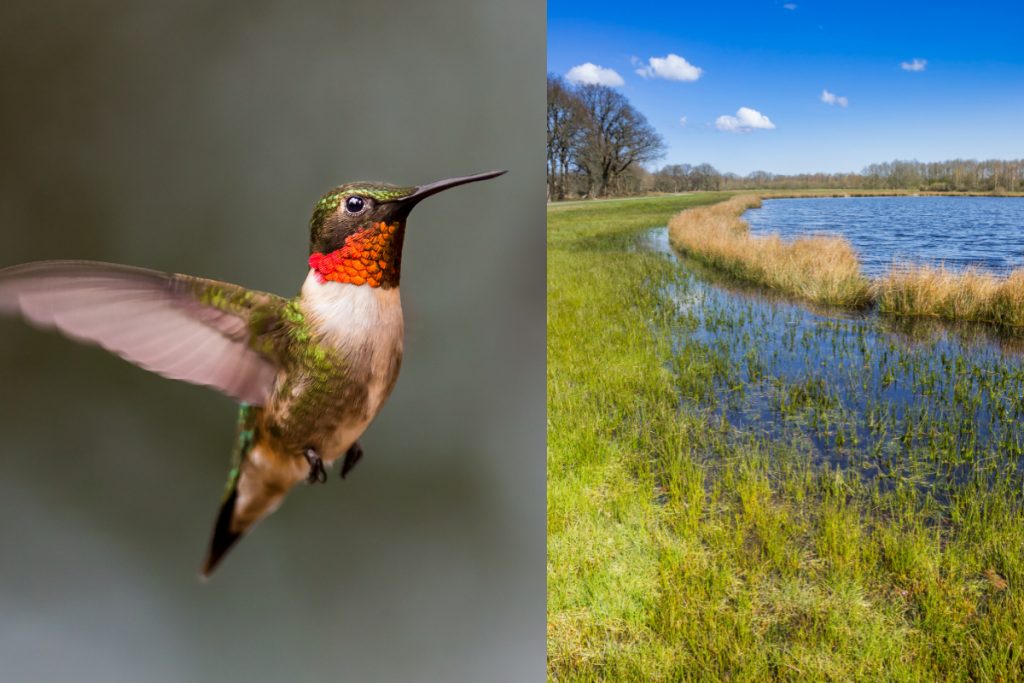 Where Can You Find Hummingbirds In Missouri-2