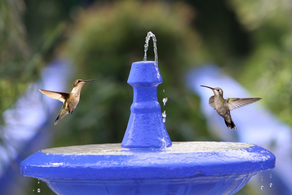 5 Tips for Creating an Ideal Hummingbird Birdbath