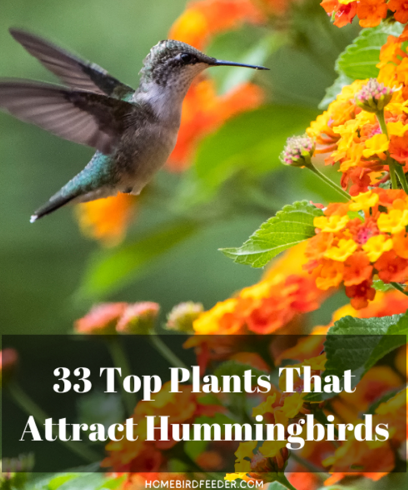 33 Top Plants That Attract Hummingbirds -Homepage-dimensions 800x960 px