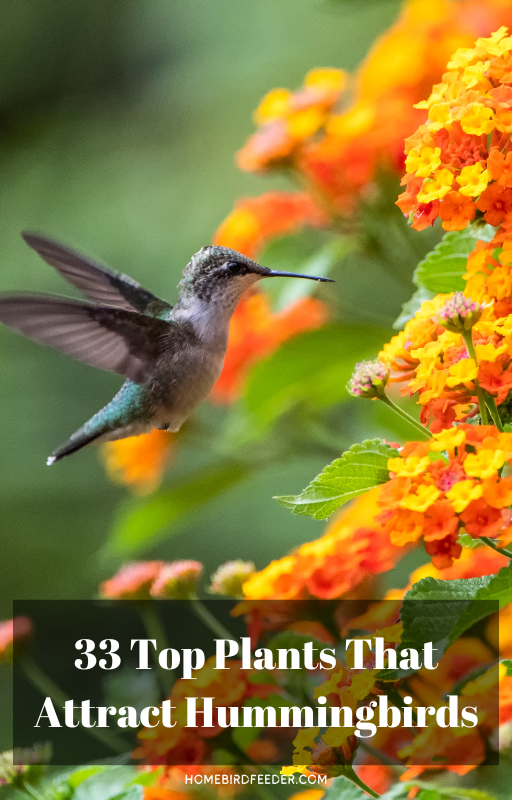 eBook - 33 Top Plants That Attract Hummingbirds