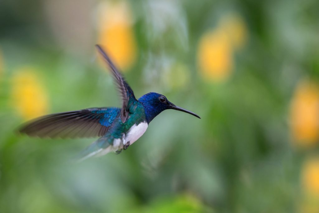 How can you tell if a hummingbird has an injured wing?