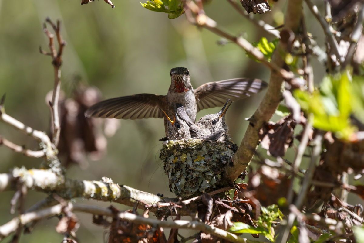 a hummingbird in a nest with its wings spread