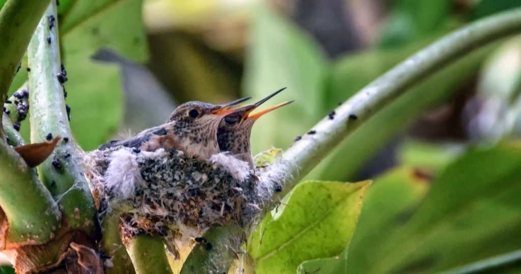 a couple of hummingbirds in a nest