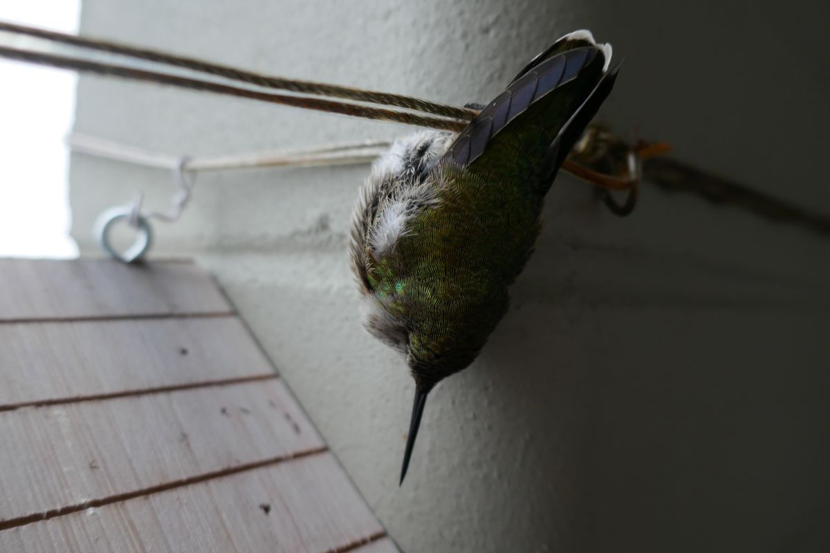 A Hummingbird Sleeping Upside Down