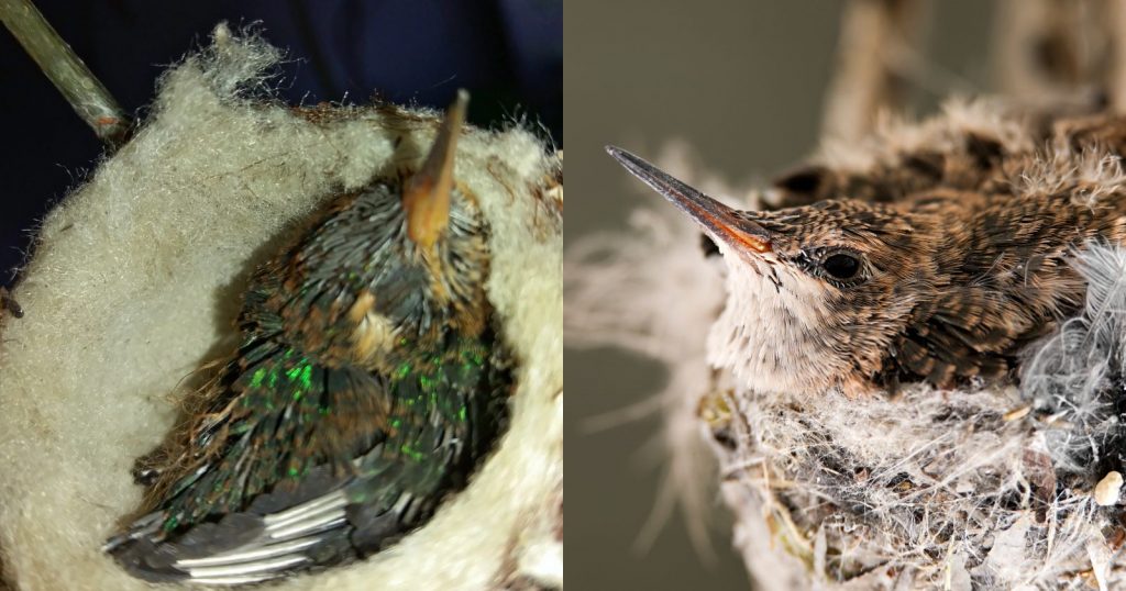 a close up of two baby hummingbirds