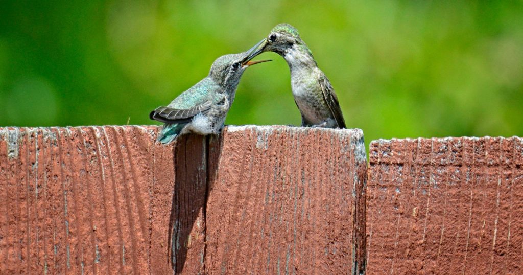 a hummingbird feeding another bird on a fence