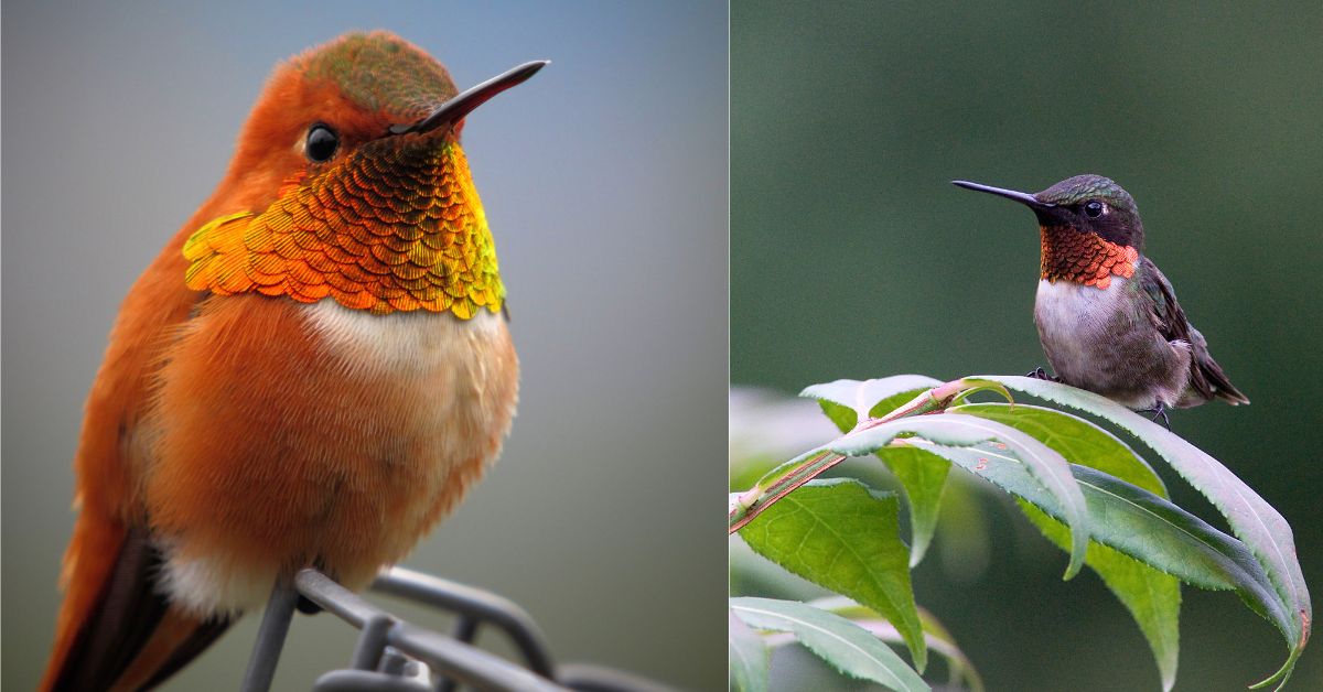 What is the Difference Between a Hummingbird and a Bee Hummingbird ...