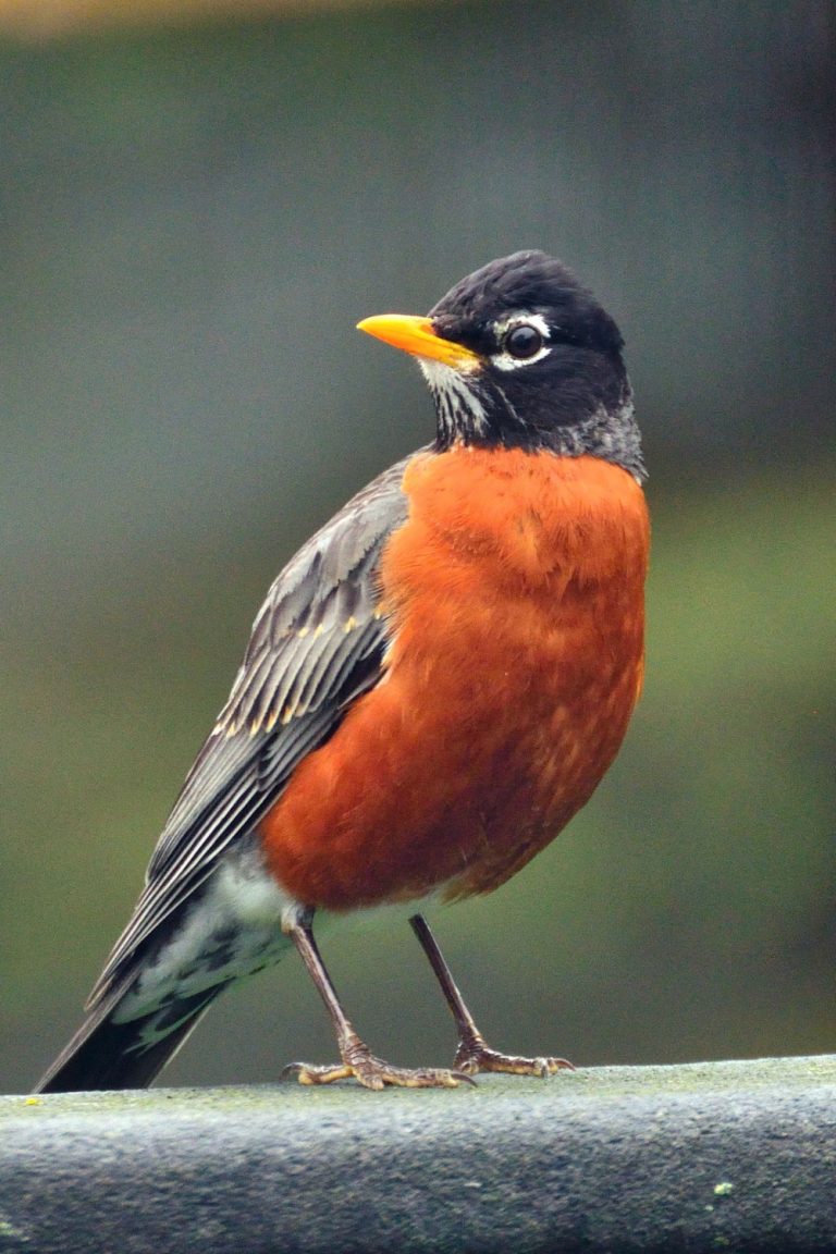 Homr Robi 14 Key Differences Between the European Robin and the American Robin