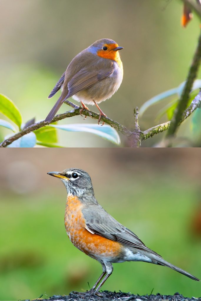 Are European Robins and American Robins the same species