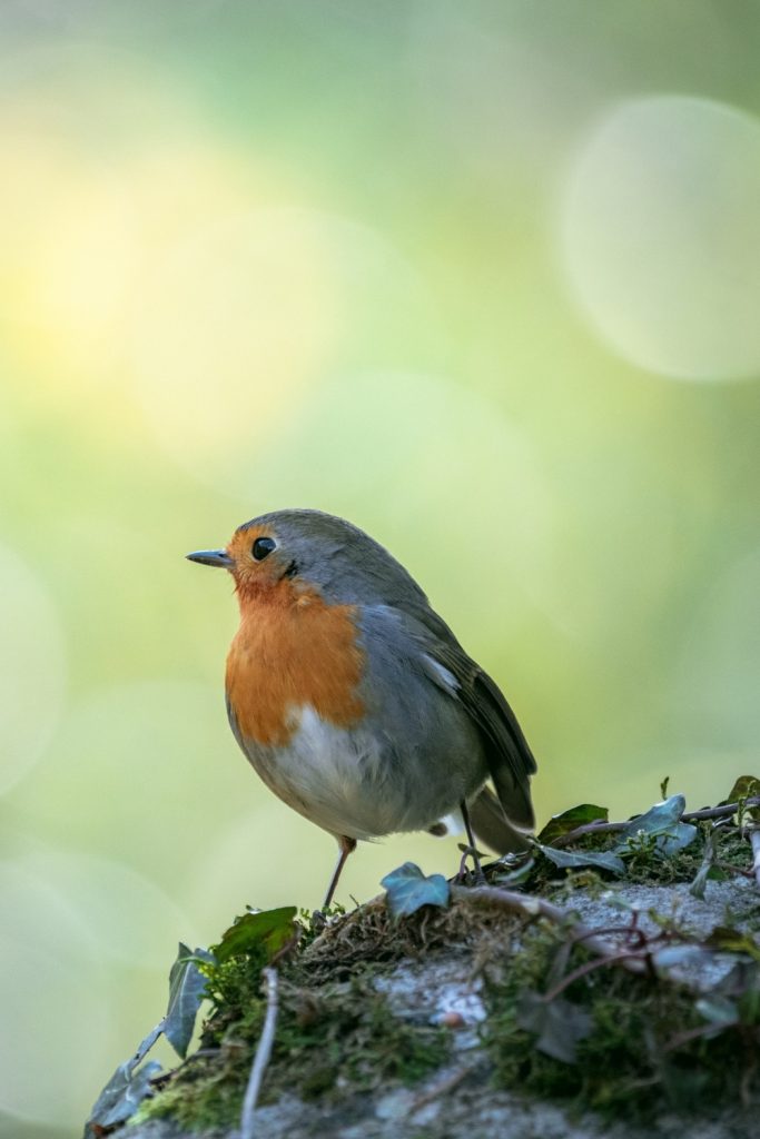 Do robin birds migrate