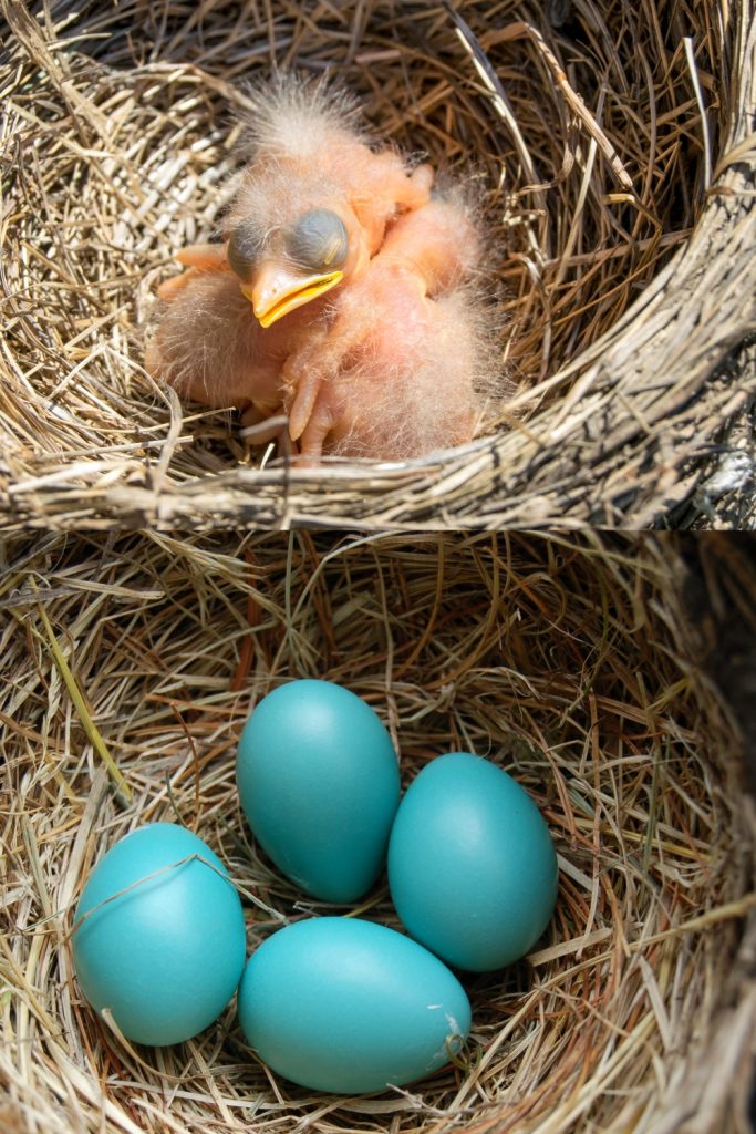 How many times do robins breed in a year