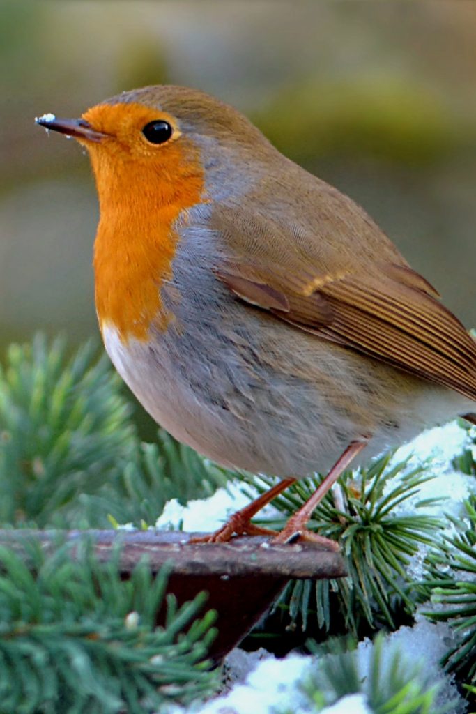 Robin Species and Classification