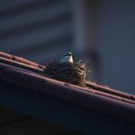 a bird in a nest on a roof