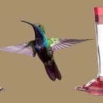 Are Glass Hummingbird Feeders Better Than Plastic - An Expert Guide