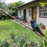 a Hummingbird sitting on a branch in front of a house