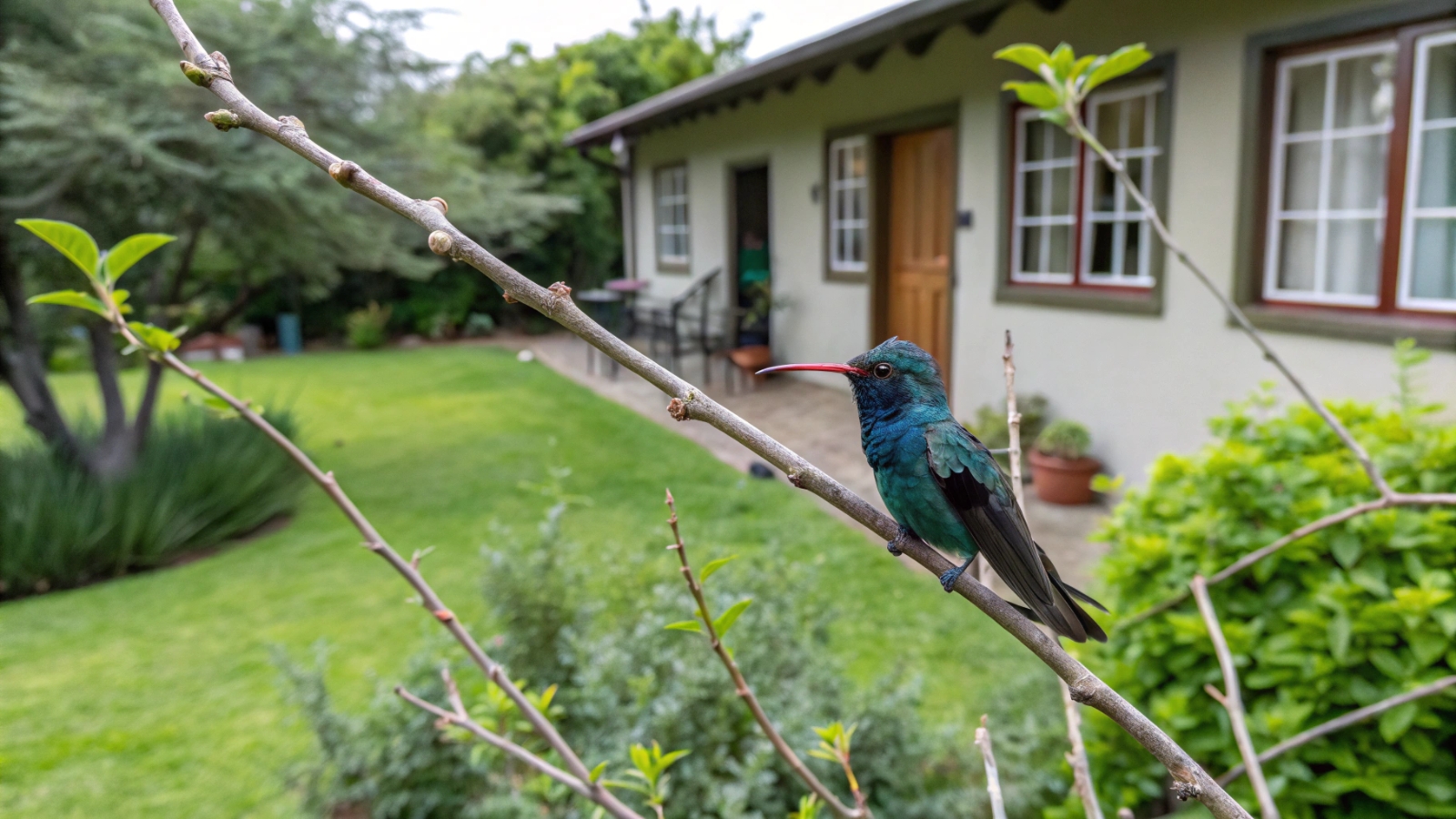 a Hummingbird sitting on a branch in front of a house