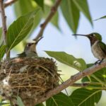 a Hummingbird in a nest next to another Hummingbird