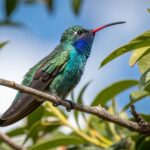 Essential Hummingbird Feeding Tips