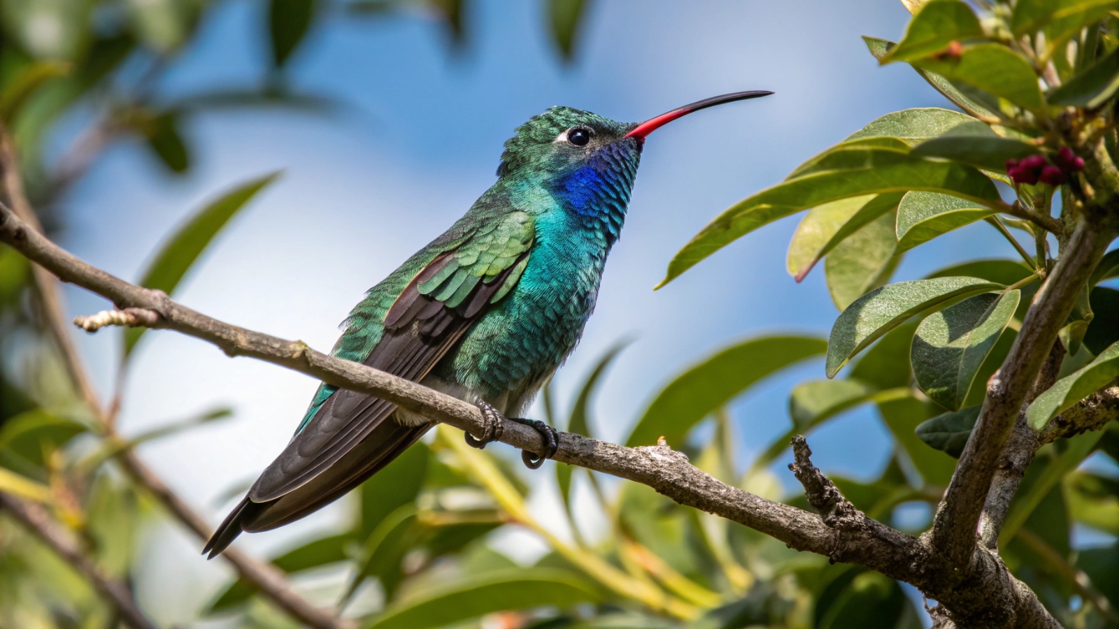 Essential Hummingbird Feeding Tips