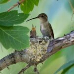 a baby Hummingbird in a nest and an adult Hummingbird with its beak open