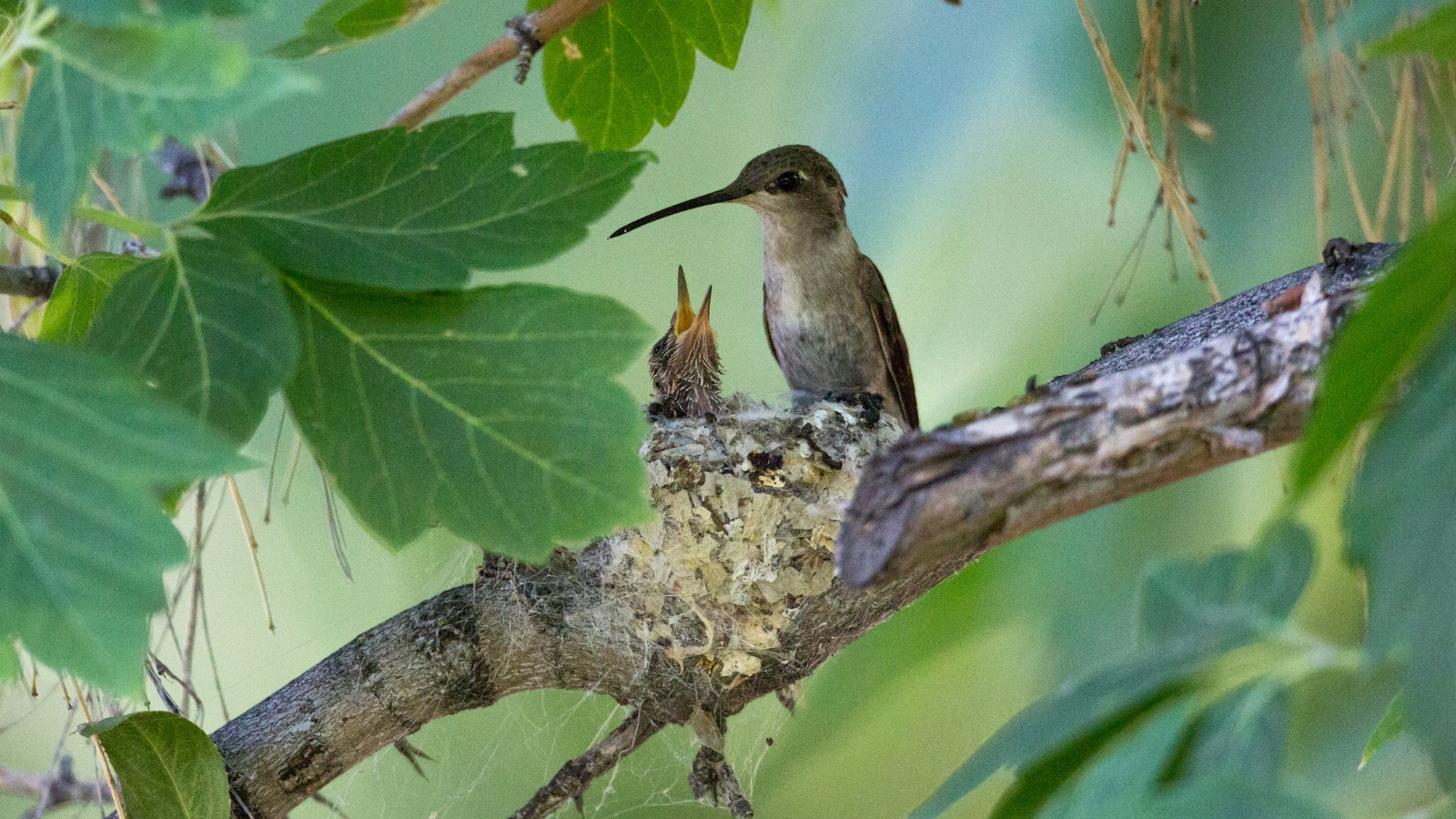 a baby Hummingbird in a nest and an adult Hummingbird with its beak open