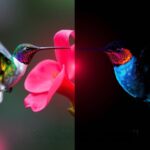 Scientists Just Discovered What Broad-billed Hummingbirds Do at Night… And It's Wild