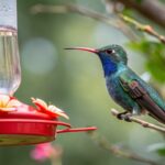 a hummingbird on a branch