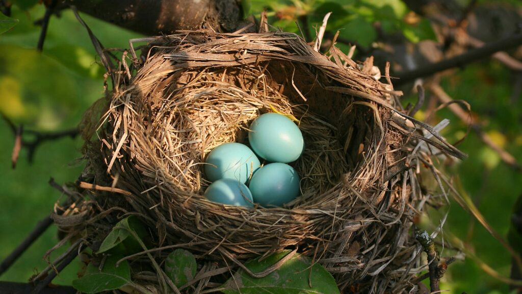 a nest with blue eggs