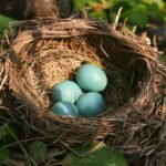 a nest with blue eggs