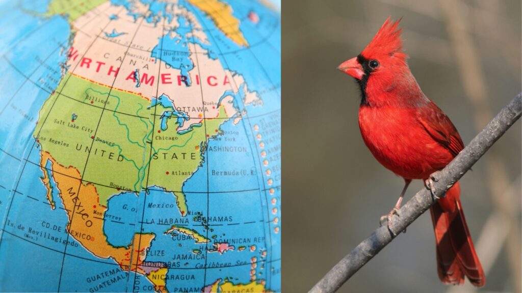 Northern Cardinal Habitat and Distribution