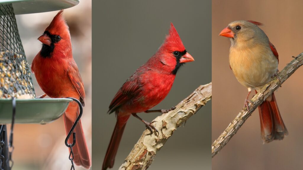 Northern Cardinal Behaviour and Diet