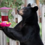 a black bear holding a Hummingbird feeder