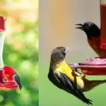 Are Hummingbird and Oriole Feeders the Same?