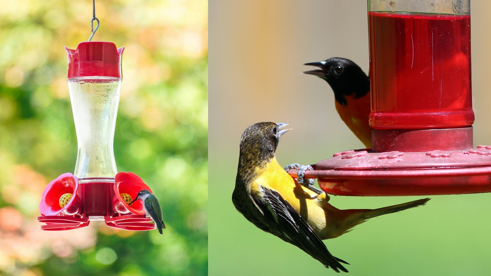 Are Hummingbird and Oriole Feeders the Same?