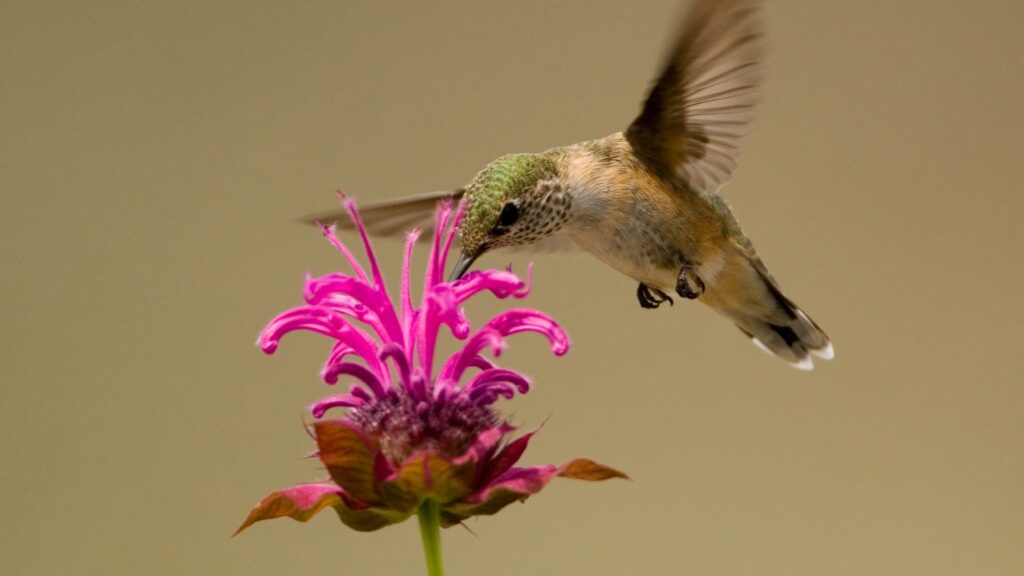 Bee Balm (Monarda didyma)