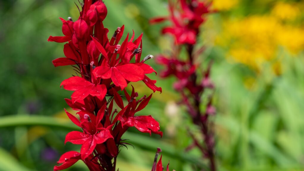 Cardinal Flower (Lobelia cardinalis)