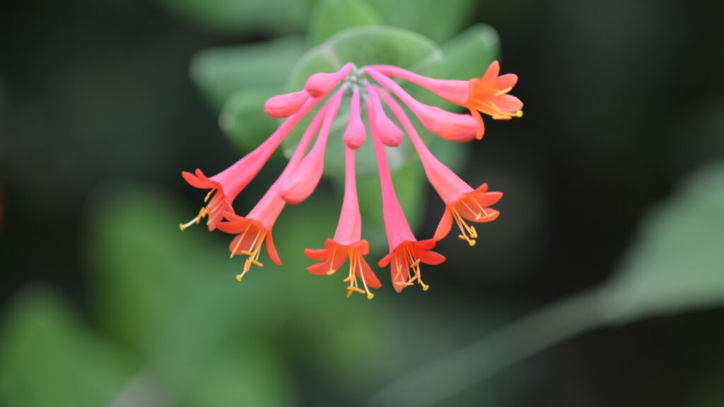 Coral Honeysuckle (Lonicera sempervirens)