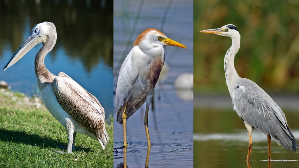 Florida Water Birds: A Complete Guide to Species, Habitats and Conservation