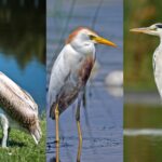 Florida Water Birds: A Complete Guide to Species, Habitats and Conservation