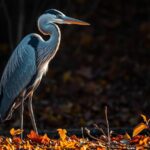 Great Blue Heron - What Is The Big Grey Water Bird In Florida A Complete Guide