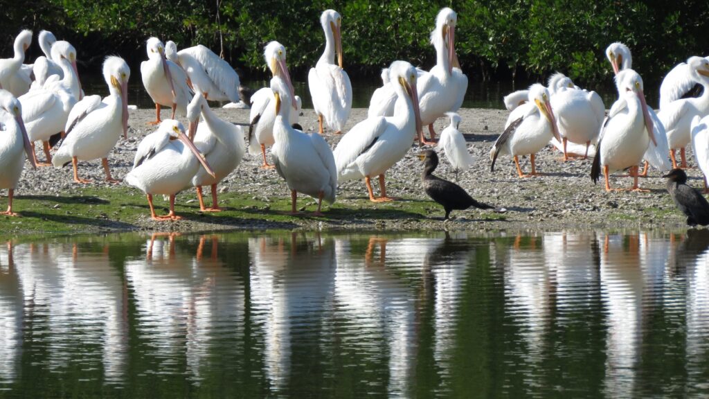 Florida seabirds