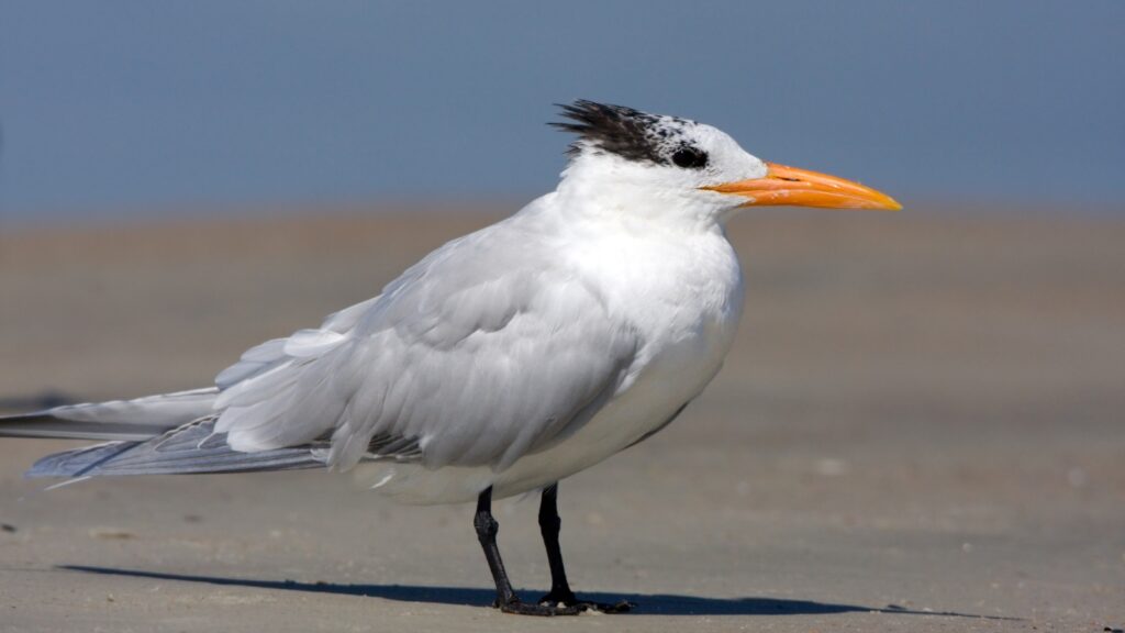 Florida wading birds